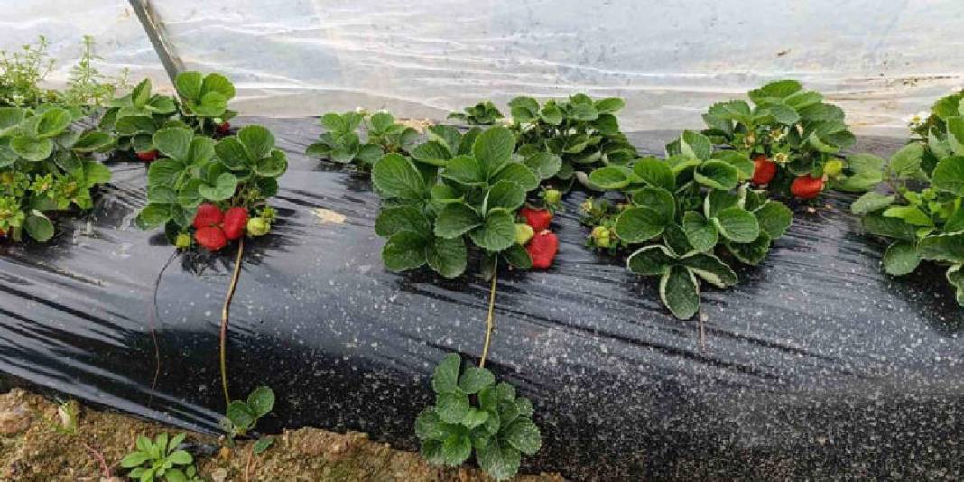 4 mevsim yetişiyor, Aralık ayında bile talep patlıyor! Kilosu 200 TL: İsteyen pazardan isteyen tarladan alıyor 2